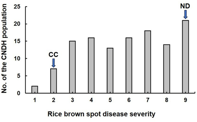 Unveiling key genetic loci and candidate genes for brown spot disease resistance in rice based on QTL analysis