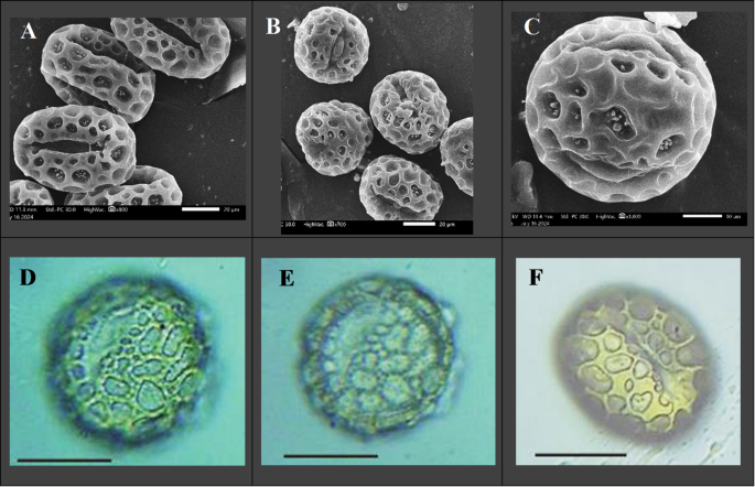 Delonix regia pollen extract enhances growth and bioactive compound production in Coriandrum sativum by upregulating key biosynthetic genes