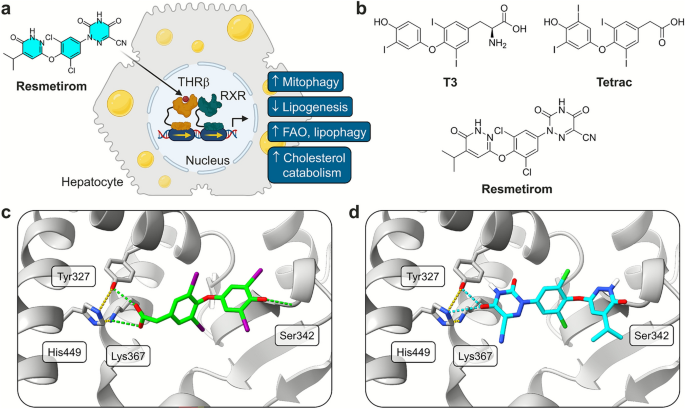 The metabolic dysfunction-associated steatohepatitis (MASH) drug resmetirom exhibits broad nuclear receptor activity with minimal functional impact