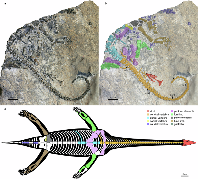 Earliest long-necked sauropterygian Lijiangosaurus yongshengensis and plasticity of vertebral evolution in sauropterygian marine reptiles