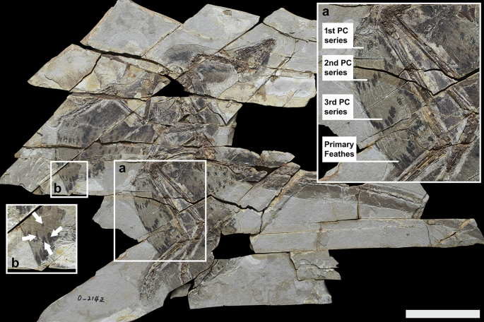 Wing morphology of Anchiornis huxleyi and the evolution of molt strategies in paravian dinosaurs