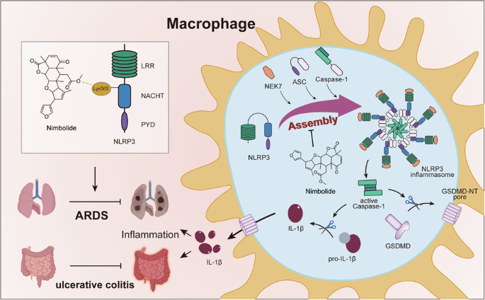 Nimbolide ameliorates ARDS and ulcerative colitis by disrupting NLRP3 inflammasome activation