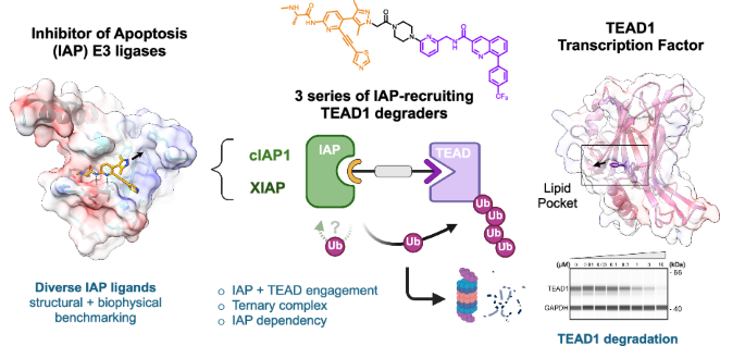 Expanding the toolbox to develop IAP-based degraders of TEAD transcription factors