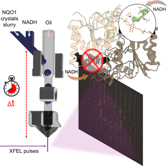 Minimized sample consumption for time-resolved serial crystallography applied to the redox cycle of human NQO1