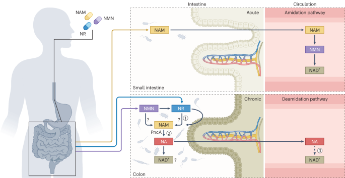 The microbiome at the centre of NAD+ supplementation
