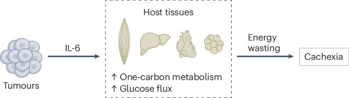 Spatio-temporal metabolic alterations in cachexia