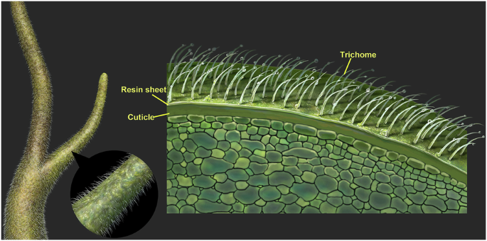 Abundant surface resins present on Middle Devonian land plants