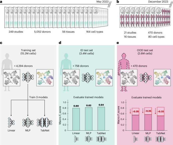 Improving atlas-scale single-cell annotation models with hierarchical cross-entropy loss