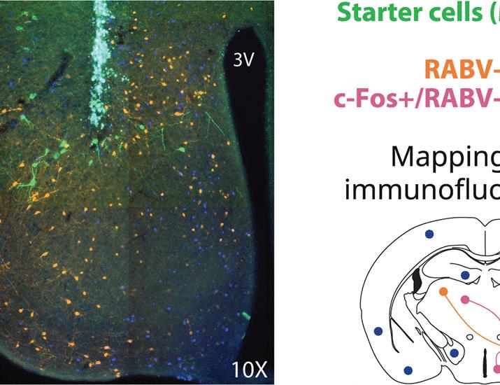 Skin thermal dynamics and hypothalamic thermosensitivity dissociate REM sleep and cataplexy in narcolepsy | Science Translational Medicine