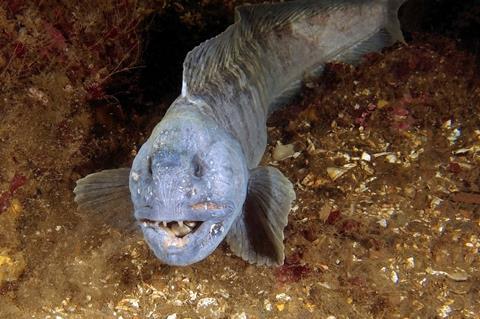 Wolffish teeth contain rare auxetic material that shrinks when squeezed