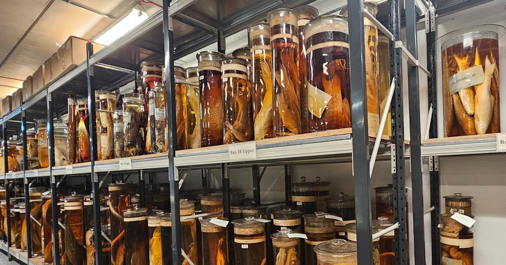 Fluids used to preserve Charles Darwin’s Galápagos Island specimens probed by Raman spectroscopy | Research