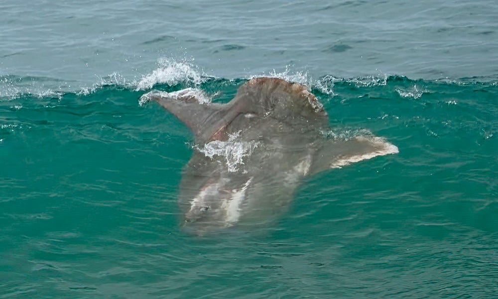 Alien-like sea creature stuns surfers, washes ashore in San Diego