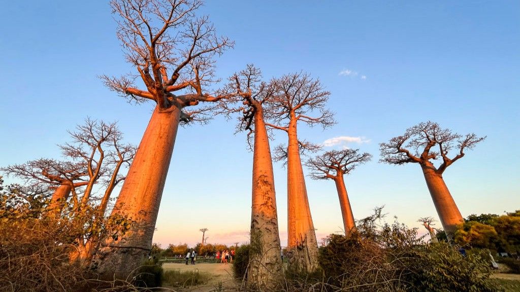 Avenue of the Baobabs: Madagascar’s natural monument with dozens of ‘mother of the forest’ trees