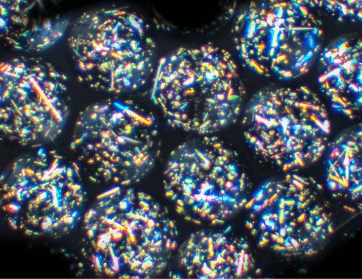 Crystallized colony-stimulating factor-1 receptor inhibitor protects immunoisolated allo but not xeno transplants in primates | Science Translational Medicine