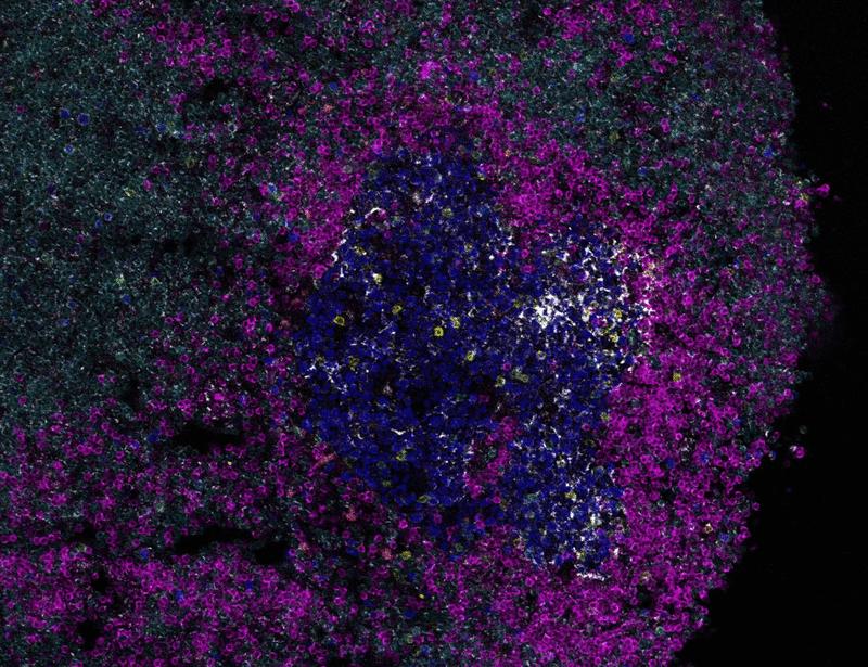 Transient disruption of T cell help impairs germinal center dynamics and memory responses | Science Immunology