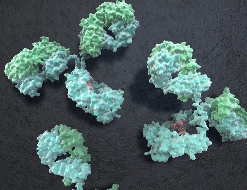 Pathogenic IgE-fated memory B cell responses retain functional plasticity | Science Immunology