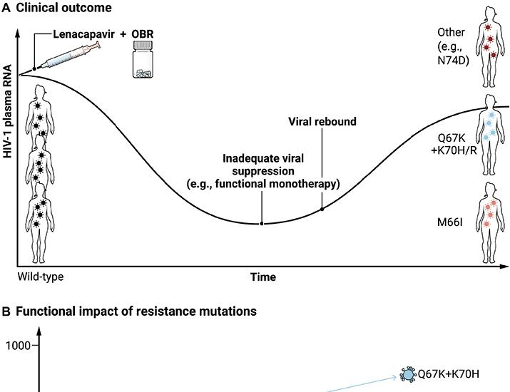 When HIV pays the price: Fitness costs behind lenacapavir resistance | Science Translational Medicine