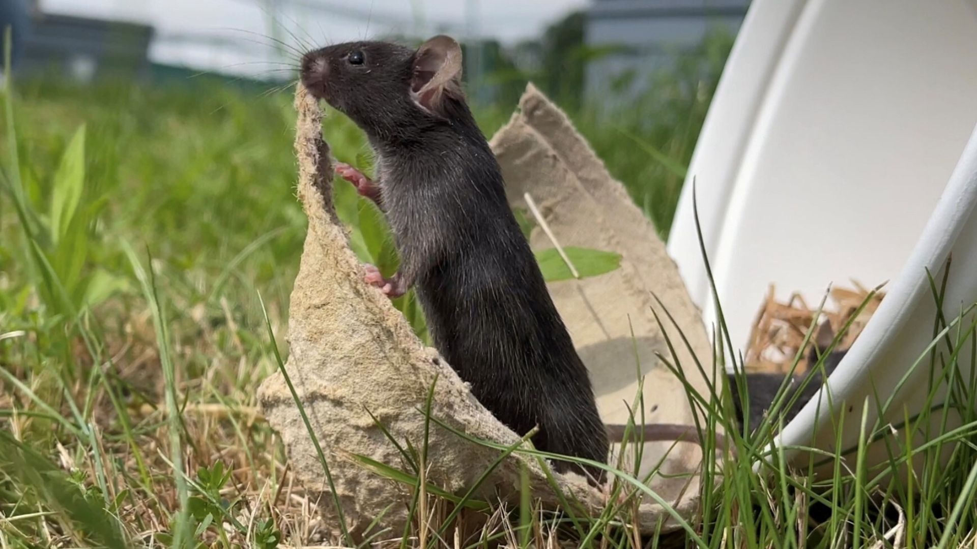 Lab mice that ‘touch grass’ are less anxious — and that highlights a big problem in rodent research