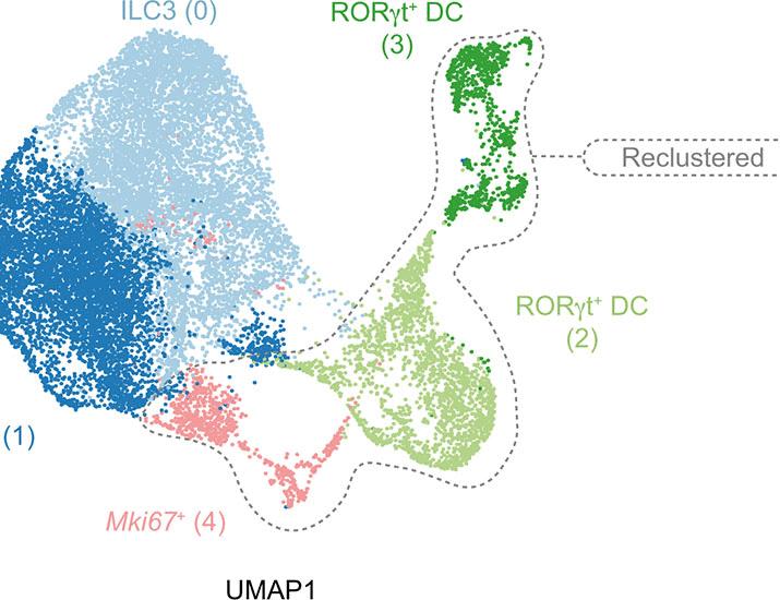 RORγt+ dendritic cells are a distinct lymphoid-derived lineage | Science Immunology