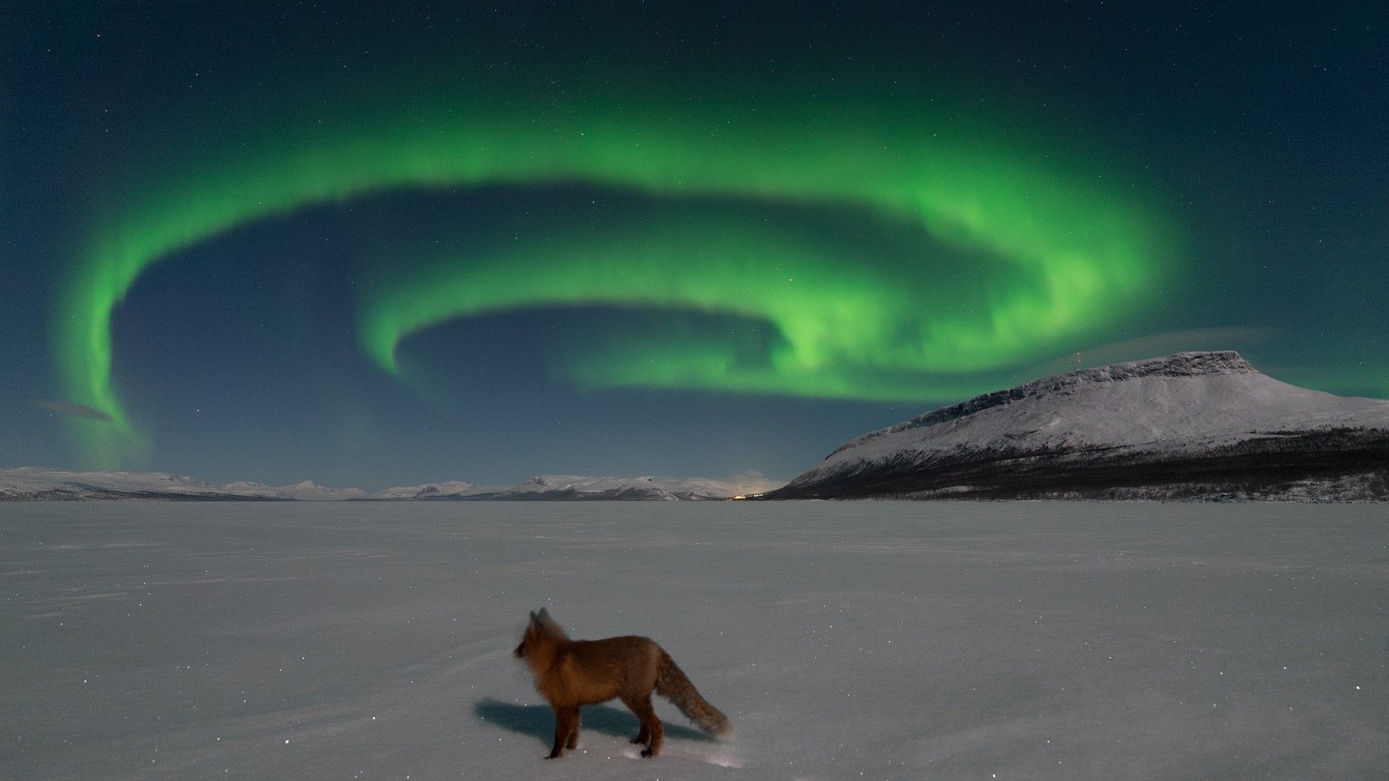 Aurora chaser catches a fox basking in the glow of Finland’s legendary ‘fox fires’ (photos)