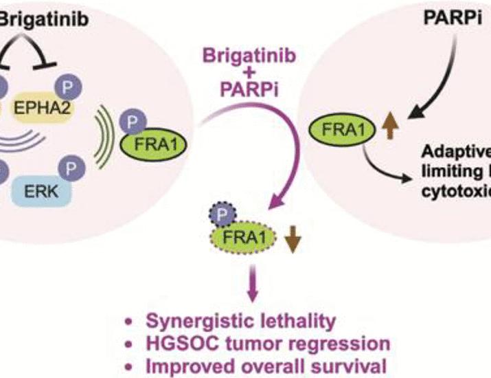 Dual FAK and EPHA2 targeting by brigatinib tackles PARP inhibitor adaptive survival response in high-grade serous ovarian cancer | Science Translational Medicine