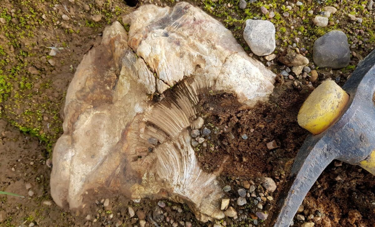 A 12-Year-Old Boy Just Found a 69-Million-Year-Old Dinosaur Fossil Sticking Out of a Rock
