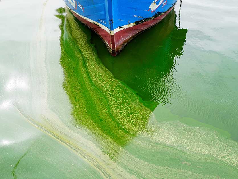 Hunting Down Giant Viruses That Attack Tiny Algae – Environment | Weizmann Wonder Wander