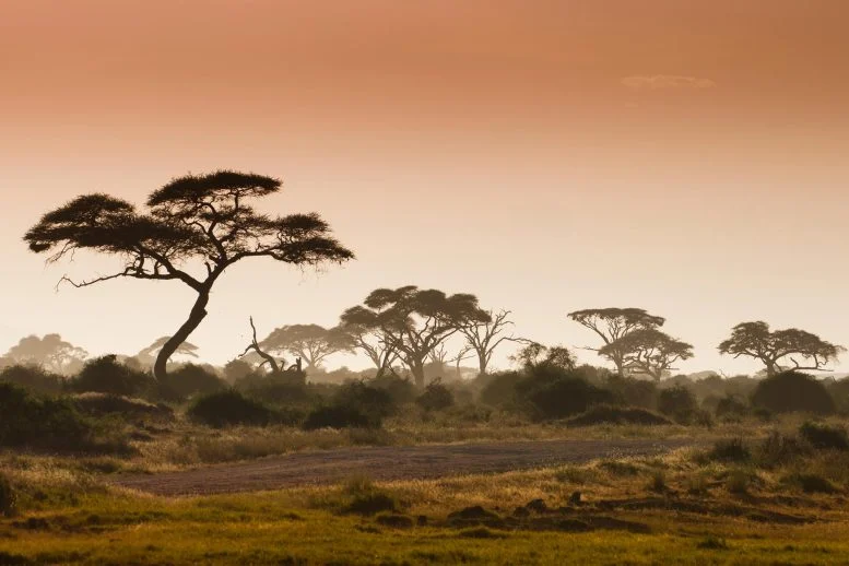 Africa’s Forests Are No Longer Absorbing Carbon, Scientists Warn