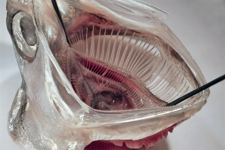 Scientists Develop New Fish-Inspired Filter That Removes Over 99% of Microplastics