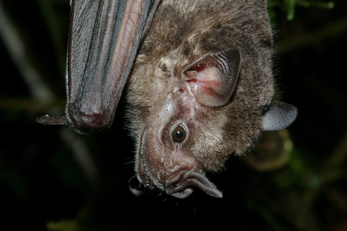 Poop Core Records 4,300 Years of Bat Diet And Environment