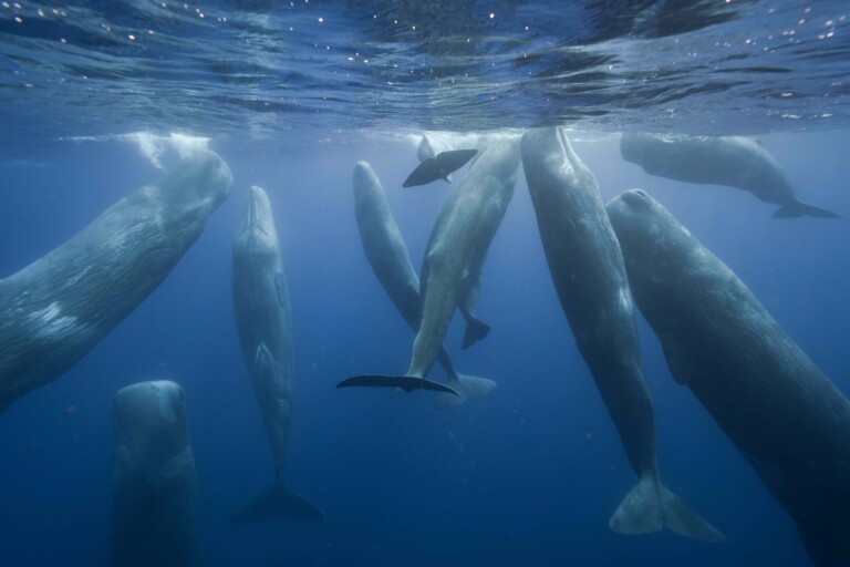 Azores must respect its exceptional network of marine protected areas (commentary)