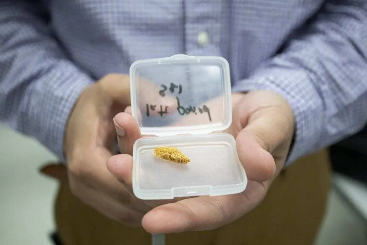 Scientists explore Egyptian mummy bones with x-rays and infrared light