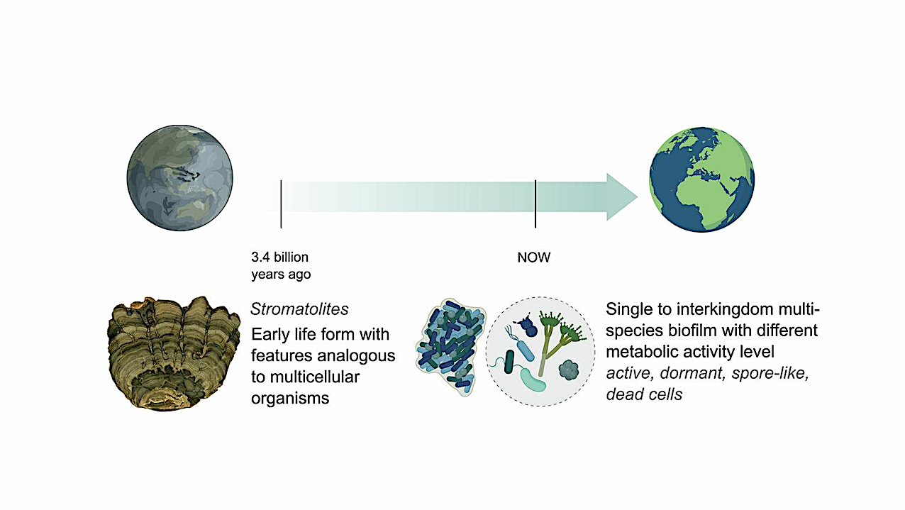 Biofilms: From The Cradle Of Life To life Support