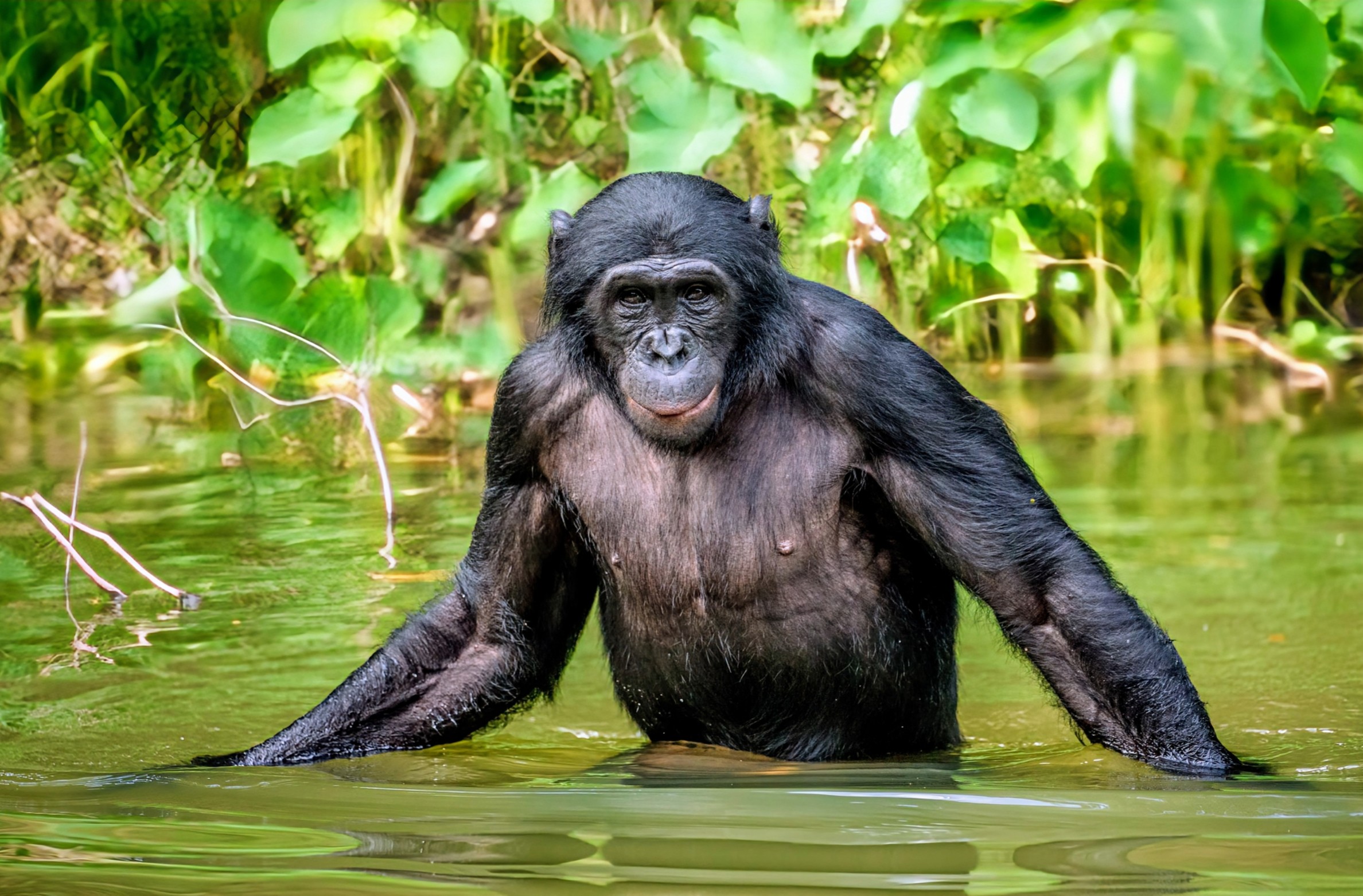 Bonobos are the only primates that don’t kill others in their species