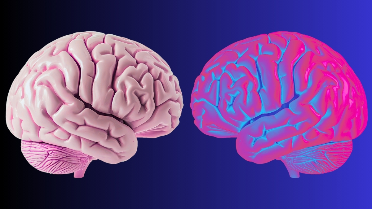 Scientists Identify Brain Waves That Define The Limits of ‘You’ : ScienceAlert