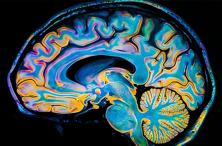 Scientists Discover “Master Regulator” That Could Help Reverse Brain Aging at Its Source