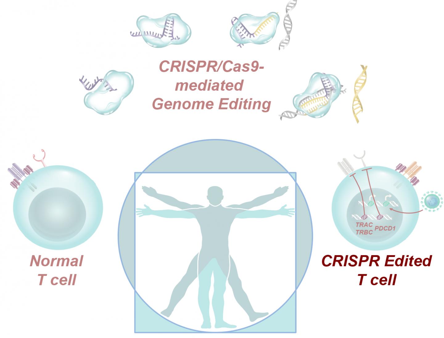 CRISPR Immune Cells Not Only Survive, They Thrive After Infusion Into Cancer Patients