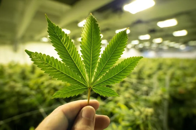 Scientists Finally Reveal the Ancient Origins of THC, CBD, and CBC