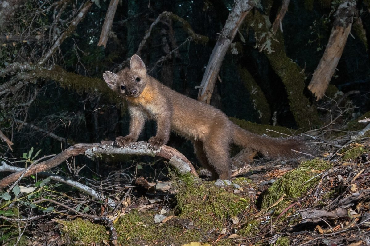 Remote cameras catch rare predator in Californian forest. There are only 500 left on the planet