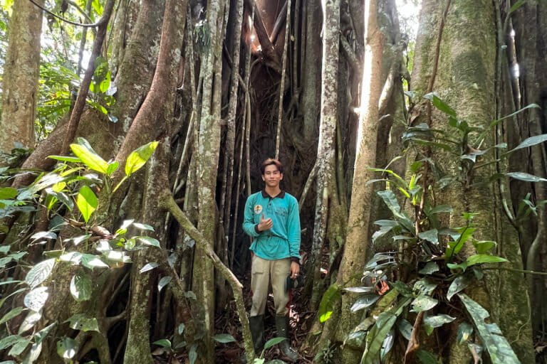 Tree spirits: The unintended ecology of belief