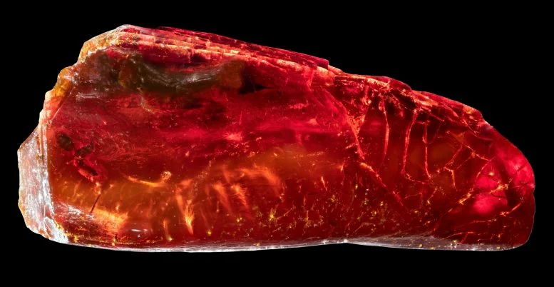 Scientists Discover 40-Million-Year-Old Ant Hidden in Historic Amber Collection
