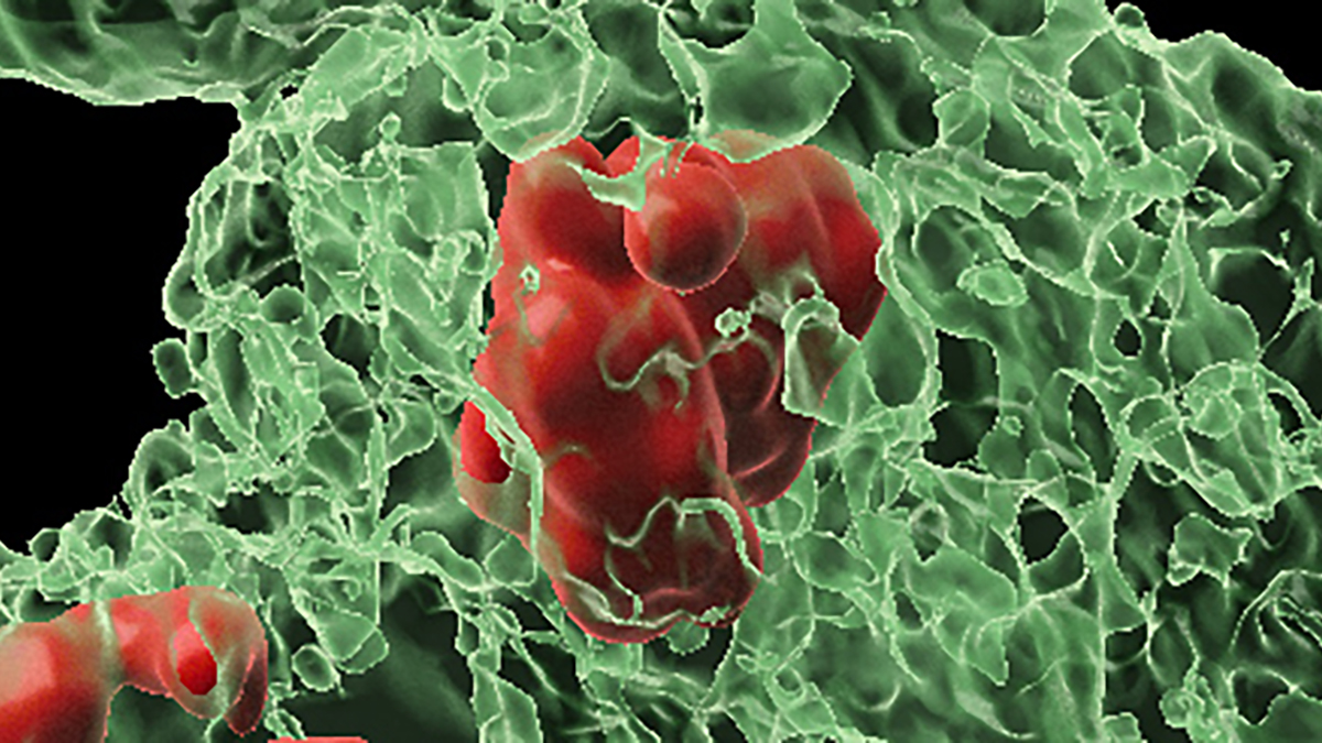 Body Resurrects Cells Marked For Death, Solving a 50-Year Mystery : ScienceAlert