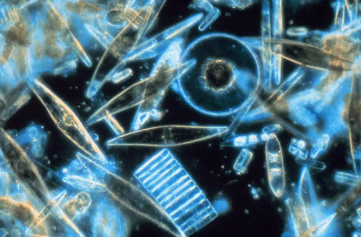Researchers explore ocean microbes’ role in climate effects