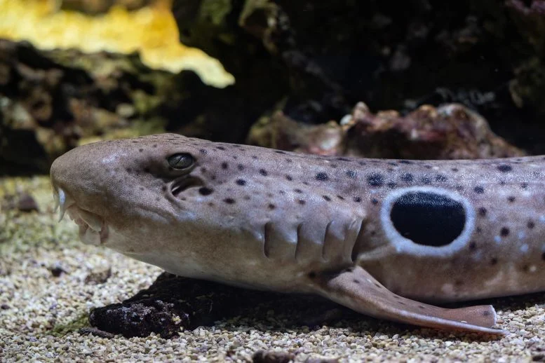 Walking Sharks Just Changed What We Know About Reproduction