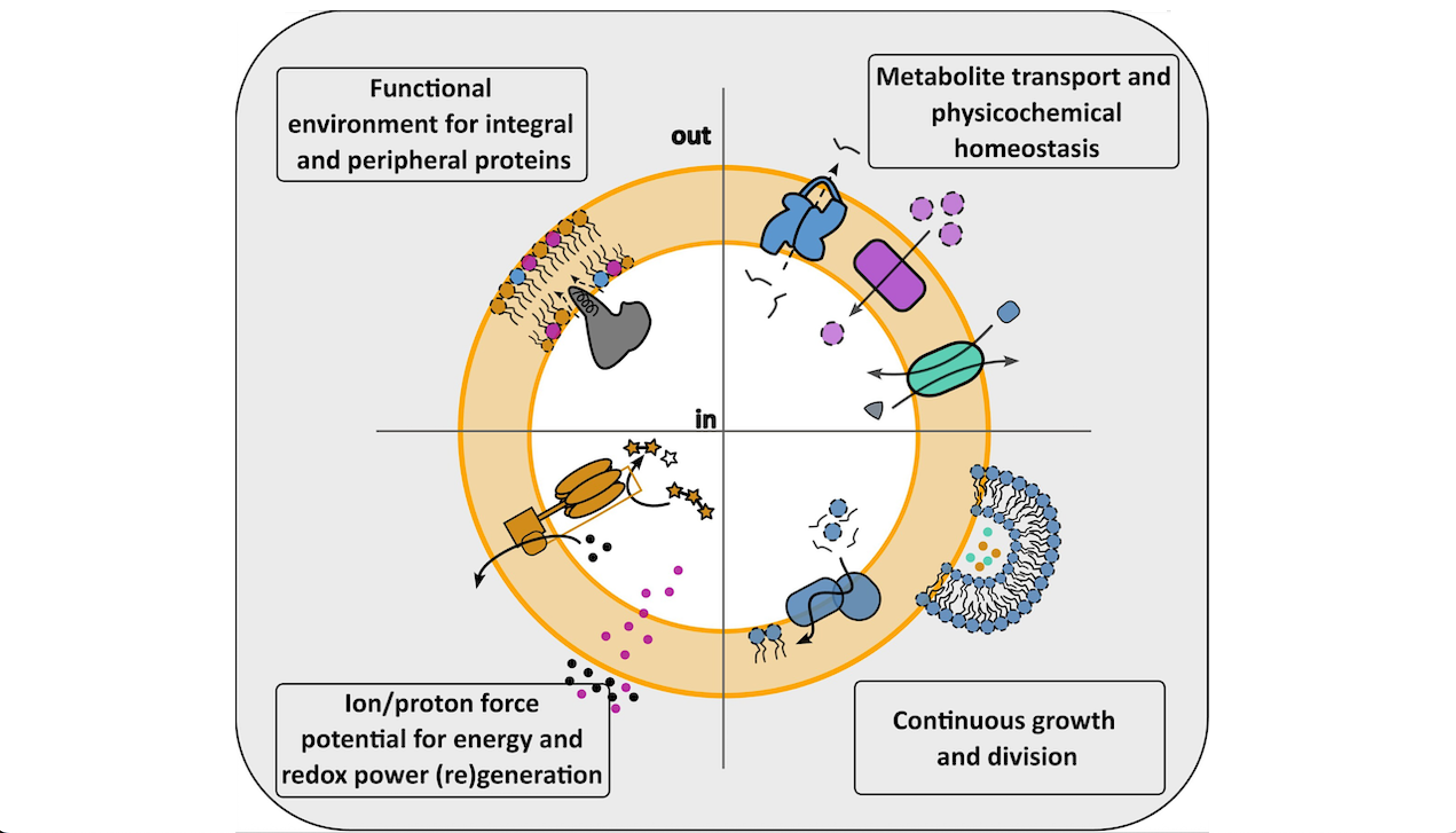 Exploring Lipid Diversity And Minimalism To Define Membrane Requirements For Synthetic Cells