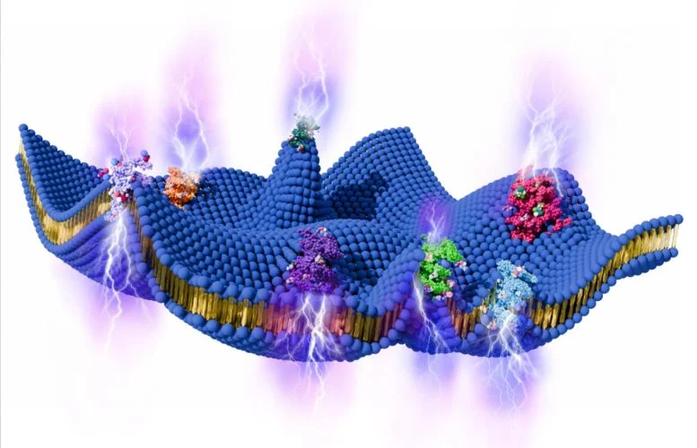 Cell Membranes May Act Like Tiny Power Generators