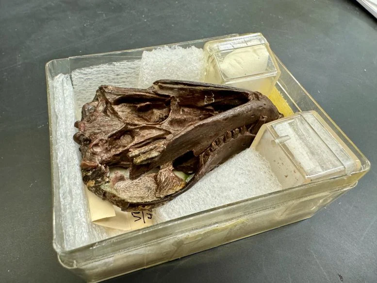 This 250-Million-Year-Old Fossil Is Rewriting the Origin of Mammalian Hearing