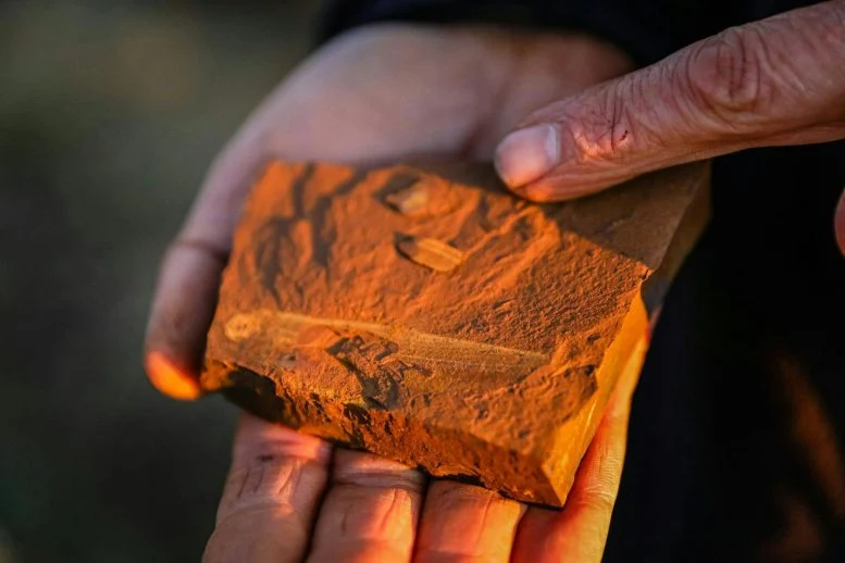Strange Red Rocks in Australia Are Challenging Long-Held Ideas About Fossils