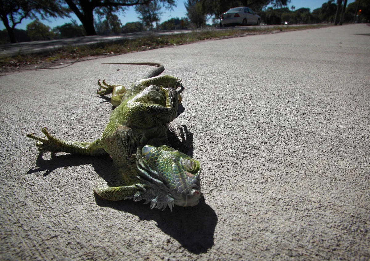 It’s so cold in Florida that iguanas might rain from the skies