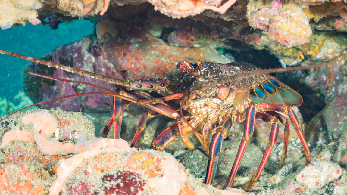 Looking for friends, lobsters may stumble into an ecological trap